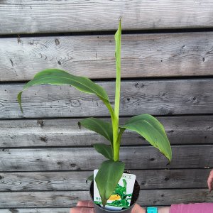 Banánovník japonský (Musa Basjoo) - kont. P11, výška  20-25 cm 